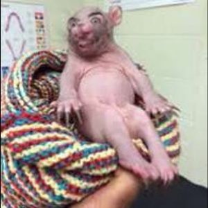 Meet your Posher, Abigail